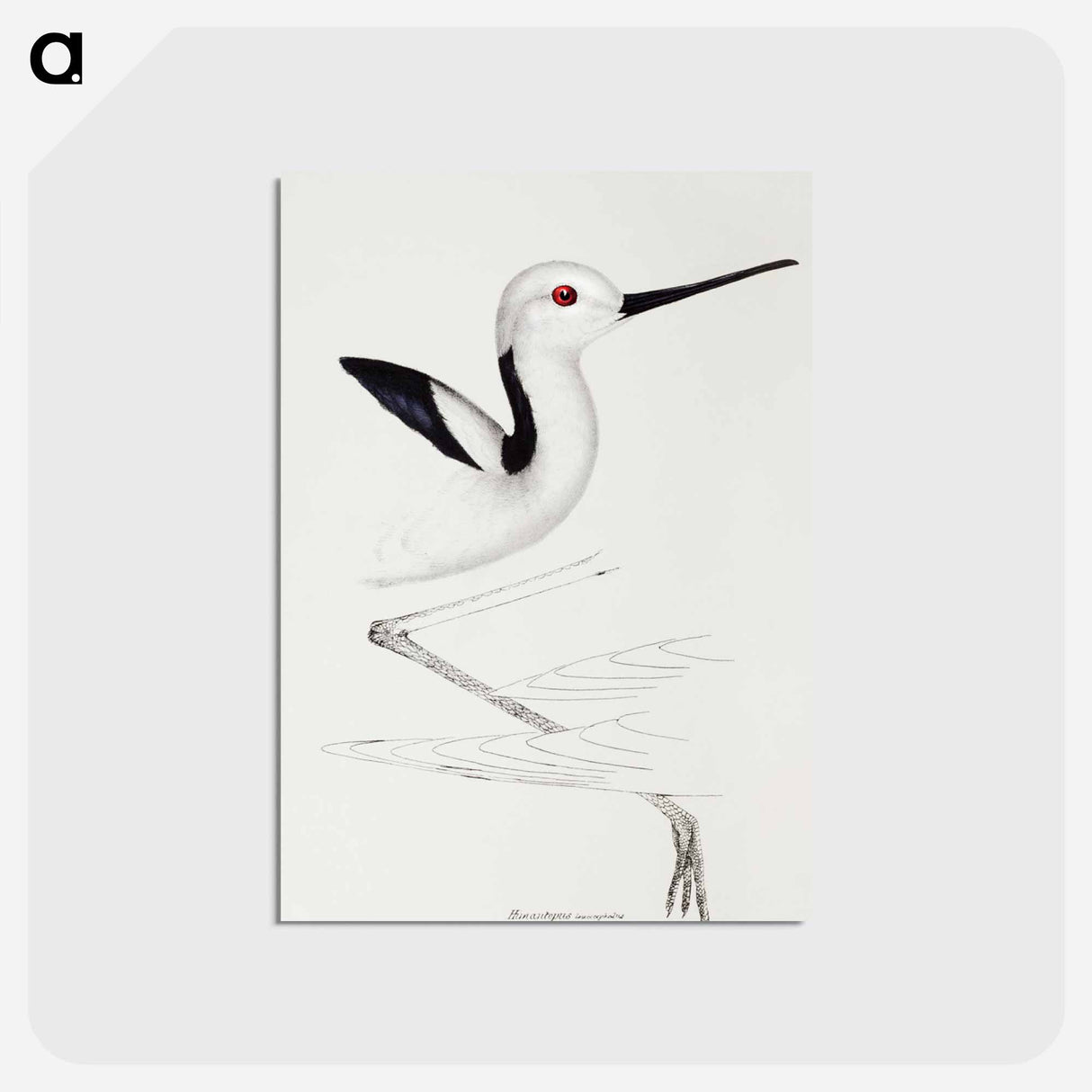 アートポストカード-White-headed Stilt
 - ジョン グールド Postcard.