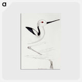 アートポストカード-White-headed Stilt
 - ジョン グールド Postcard.