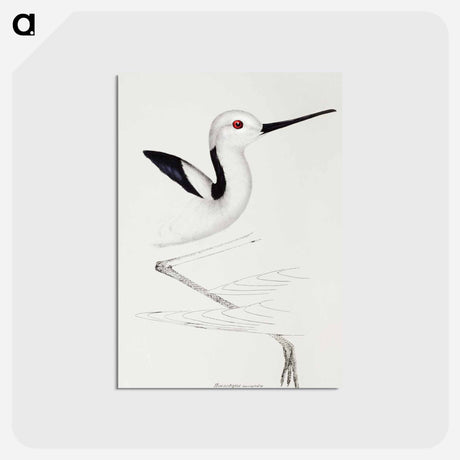 アートポストカード-White-headed Stilt
 - ジョン グールド Postcard.