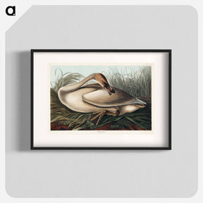 アートポスター-Trumpeter Swan
 - ジョン ジェームス オーデュボン Poster.