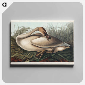 アートパネル-Trumpeter Swan
 - ジョン ジェームス オーデュボン Canvas.