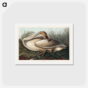 アートポストカード-Trumpeter Swan
 - ジョン ジェームス オーデュボン Postcard.