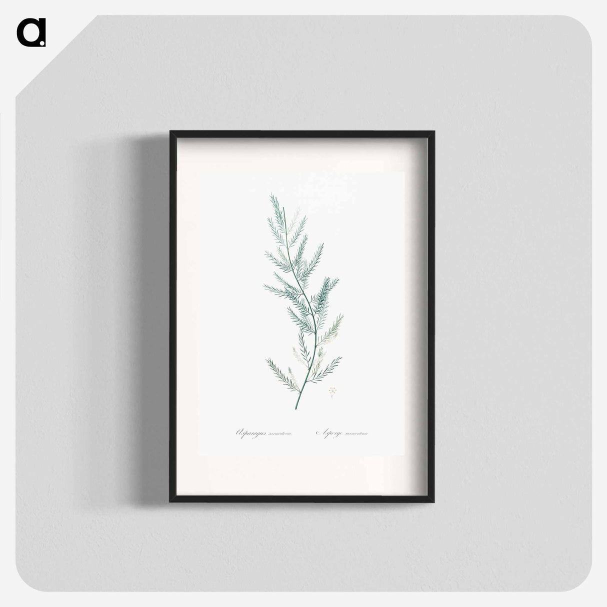 Asparagus sarmentosus illustration - ピエール ジョゼフ ルドゥーテ Poster.