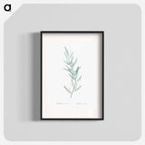 Asparagus sarmentosus illustration - ピエール ジョゼフ ルドゥーテ Poster.