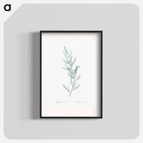アートポスター-Asparagus sarmentosus illustration - ピエール ジョゼフ ルドゥーテ Poster.