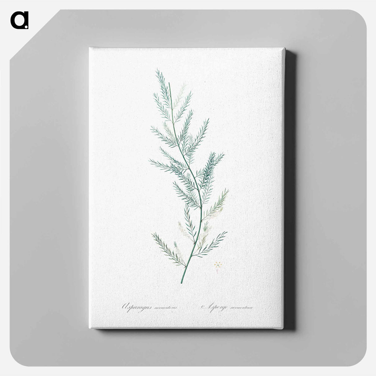 Asparagus sarmentosus illustration - ピエール ジョゼフ ルドゥーテ Canvas.