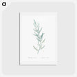 アートポストカード-Asparagus sarmentosus illustration - ピエール ジョゼフ ルドゥーテ Postcard.