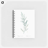 Asparagus sarmentosus illustration - ピエール ジョゼフ ルドゥーテ Memo.