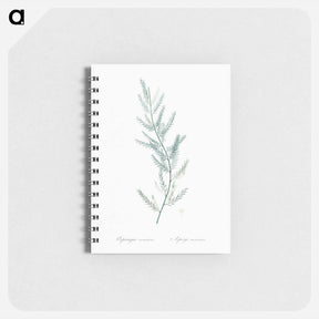 アートメモ帳-Asparagus sarmentosus illustration - ピエール ジョゼフ ルドゥーテ Memo.