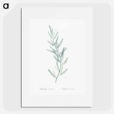 Asparagus sarmentosus illustration - ピエール ジョゼフ ルドゥーテ Poster.