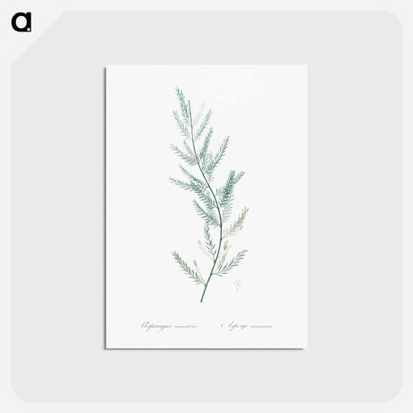 アートポストカード-Asparagus sarmentosus illustration - ピエール ジョゼフ ルドゥーテ Postcard.