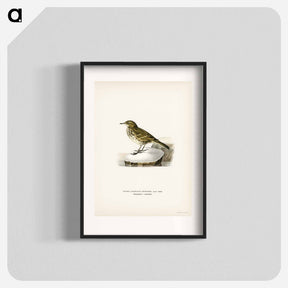 アートポスター-Water Pipit
 - スヴェンスカ フォグラル Poster.