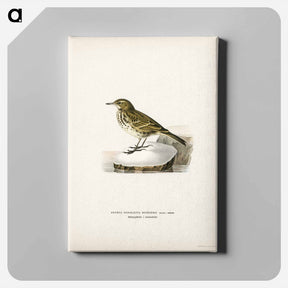 アートパネル-Water Pipit
 - スヴェンスカ フォグラル Canvas.