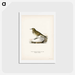 アートポストカード-Water Pipit
 - スヴェンスカ フォグラル Postcard.