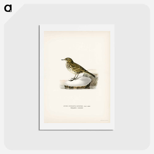 Water Pipit
 - スヴェンスカ フォグラル Postcard.