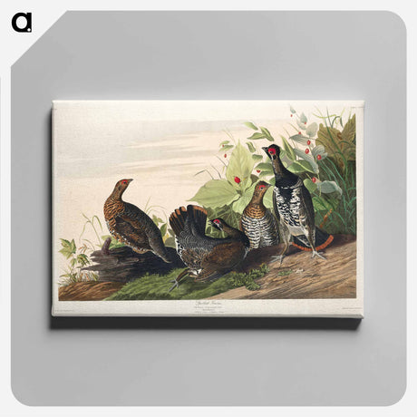 アートパネル-Spotted Grouse from Birds of America
 - アメリカの鳥たち Canvas.