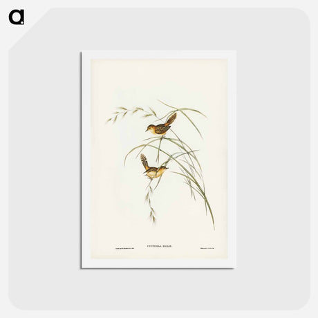 アートポストカード-Exile Warbler
 - オーストラリアの鳥 Postcard.