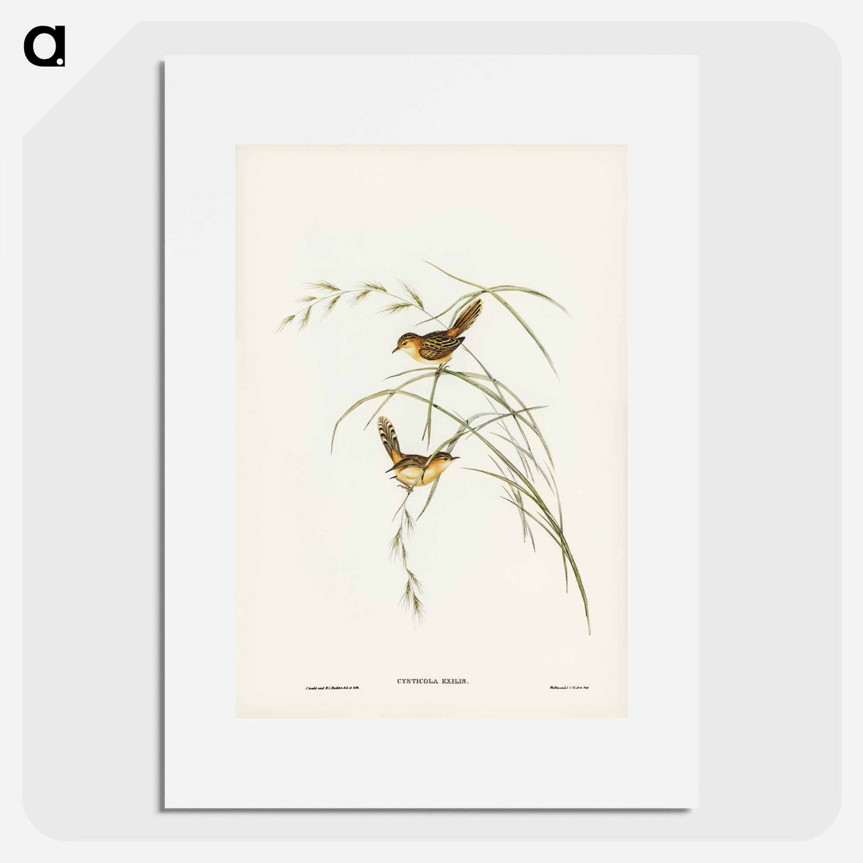 アートポスター-Exile Warbler
 - オーストラリアの鳥 Poster.