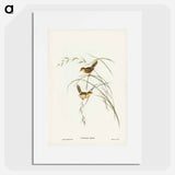アートポスター-Exile Warbler
 - オーストラリアの鳥 Poster.