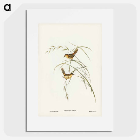 アートポスター-Exile Warbler
 - オーストラリアの鳥 Poster.