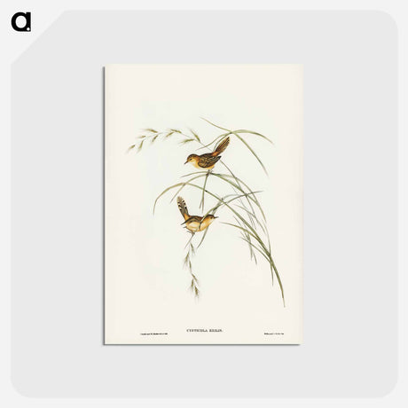 アートポストカード-Exile Warbler
 - オーストラリアの鳥 Postcard.