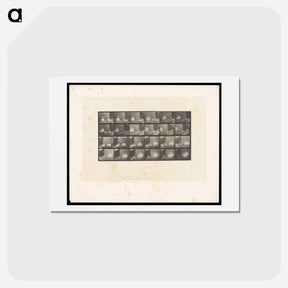 アートポストカード-Cocks Fighting
 - エドワード マイブリッジ Postcard.