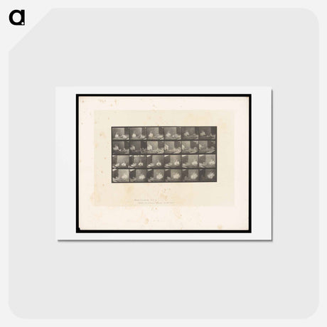 アートポストカード-Cocks Fighting
 - エドワード マイブリッジ Postcard.