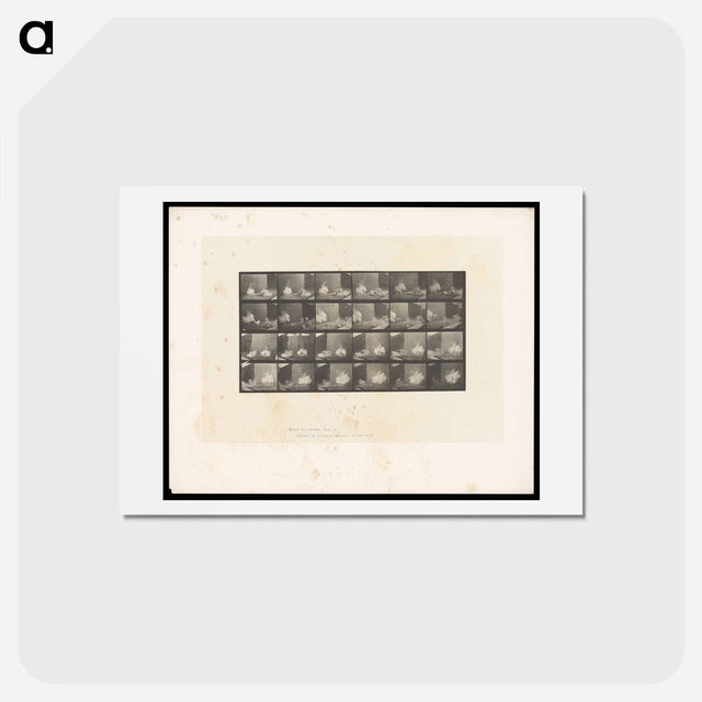 アートポストカード-Cocks Fighting
 - エドワード マイブリッジ Postcard.