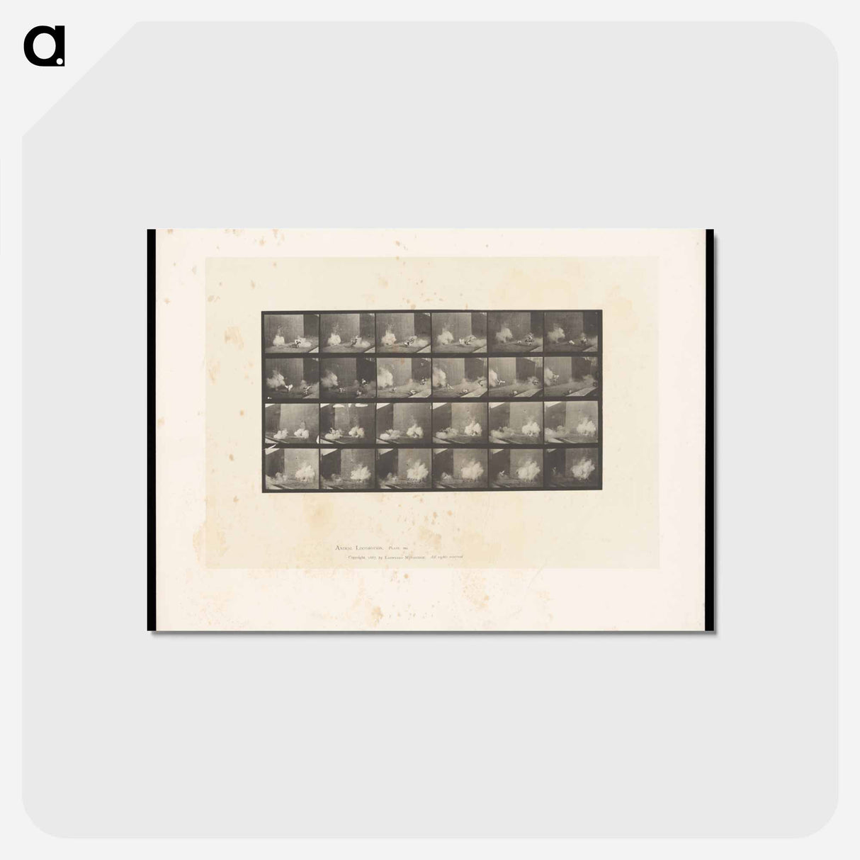 アートポストカード-Cocks Fighting
 - エドワード マイブリッジ Postcard.