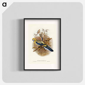 アートポスター-Blue-cheeked Parakeet
 - ジョン グールド Poster.