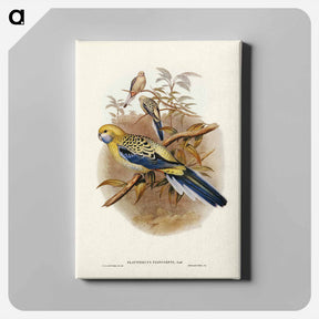 アートパネル-Blue-cheeked Parakeet
 - ジョン グールド Canvas.