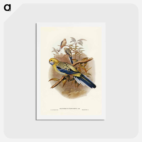 アートポストカード-Blue-cheeked Parakeet
 - ジョン グールド Postcard.