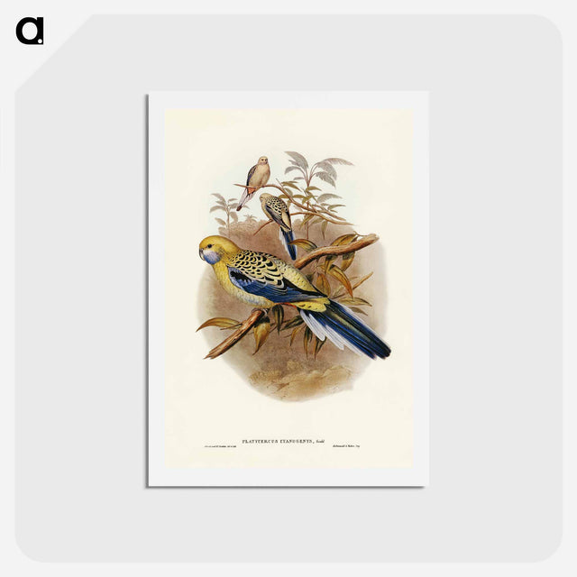 アートポストカード-Blue-cheeked Parakeet
 - ジョン グールド Postcard.