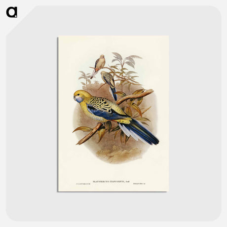アートポストカード-Blue-cheeked Parakeet
 - ジョン グールド Postcard.