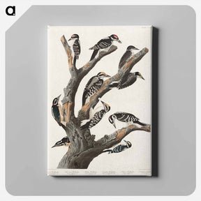 アートパネル-Maria's Woodpecker
 - ジョン ジェームス オーデュボン Canvas.