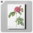 4-26_Pierre-Joseph-Redoute_canvas