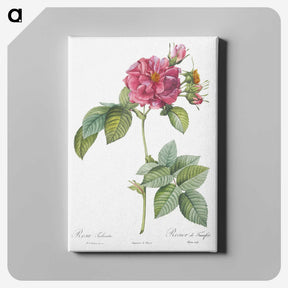 4-26_Pierre-Joseph-Redoute_canvas