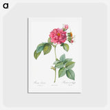 アートポストカード-Rosa turbinata - ピエール ジョゼフ ルドゥーテ Postcard.