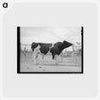 アートポストカード-Casa Grande Herd Bull
 - ラッセル リー Postcard.