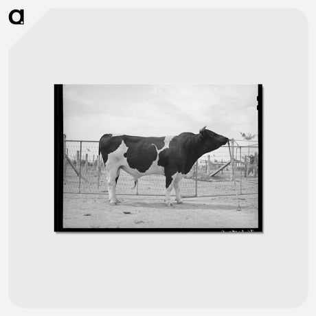 アートポストカード-Casa Grande Herd Bull
 - ラッセル リー Postcard.