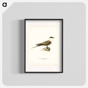 アートポスター-Long-tailed Jaeger
 - スヴェンスカ フォグラル Poster.