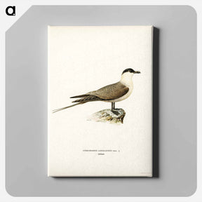 アートパネル-Long-tailed Jaeger
 - スヴェンスカ フォグラル Canvas.