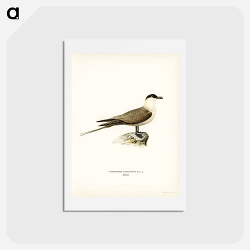 Long-tailed Jaeger
 - スヴェンスカ フォグラル Postcard.