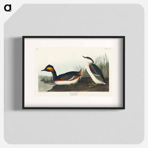 アートポスター-Eared Grebe from Birds of America
 - アメリカの鳥たち Poster.