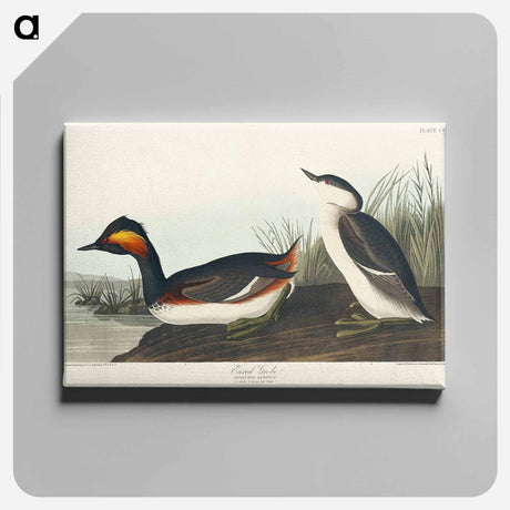 アートパネル-Eared Grebe from Birds of America
 - アメリカの鳥たち Canvas.