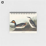 アートメモ帳-Eared Grebe from Birds of America
 - アメリカの鳥たち Memo.