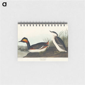 アートメモ帳-Eared Grebe from Birds of America
 - アメリカの鳥たち Memo.