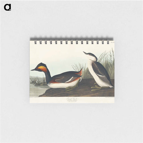 アートメモ帳-Eared Grebe from Birds of America
 - アメリカの鳥たち Memo.