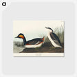 アートポストカード-Eared Grebe from Birds of America
 - アメリカの鳥たち Postcard.