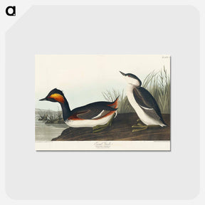 アートポストカード-Eared Grebe from Birds of America
 - アメリカの鳥たち Postcard.